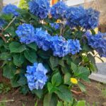 紫陽花 たんぽぽ 幸せ