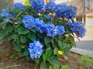 紫陽花 たんぽぽ 幸せ