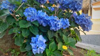 紫陽花 たんぽぽ 幸せ