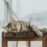 頑張る 頑張らない