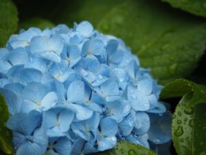梅雨
生活
基本