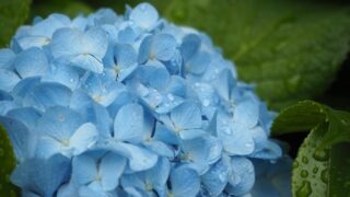 梅雨 生活 基本